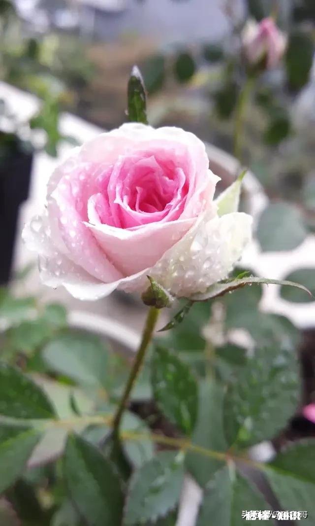 刚栽种3天的大月季,叶子干枯发黄,是什么原因该如何补救