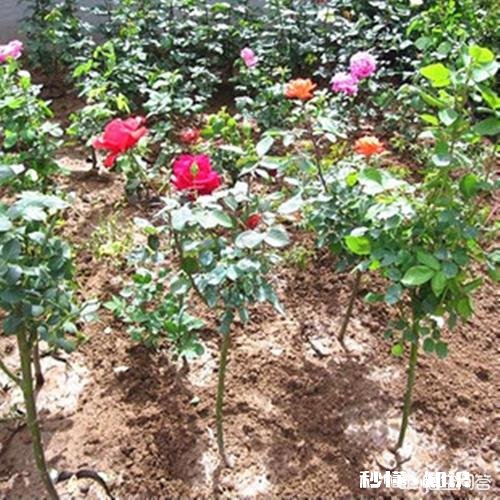 刚栽种3天的大月季,叶子干枯发黄,是什么原因该如何补救