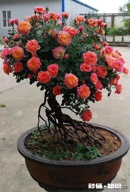 刚栽种3天的大月季,叶子干枯发黄,是什么原因该如何补救