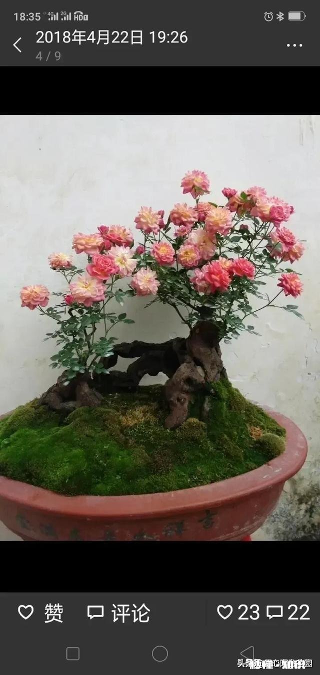 刚栽种3天的大月季,叶子干枯发黄,是什么原因该如何补救