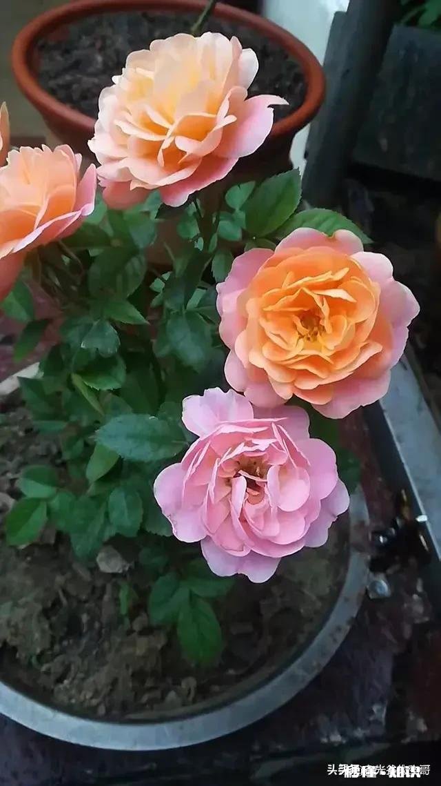 刚栽种3天的大月季,叶子干枯发黄,是什么原因该如何补救