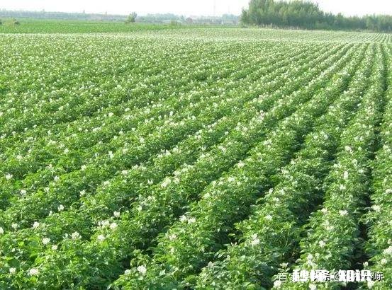 土豆用打杈吗为什么