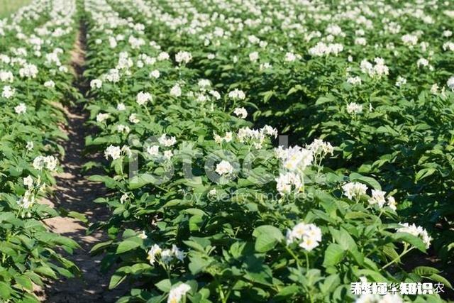 土豆用打杈吗为什么