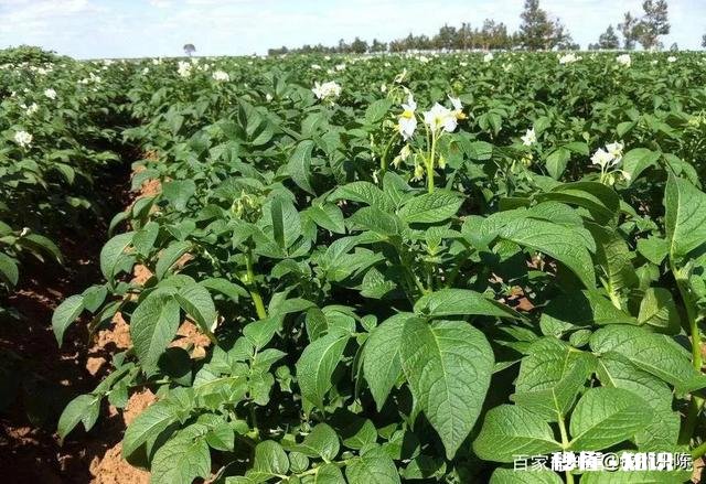 土豆用打杈吗为什么