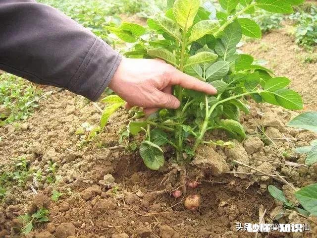 土豆用打杈吗为什么