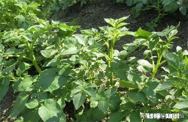 土豆用打杈吗为什么