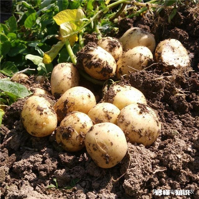 土豆用打杈吗为什么