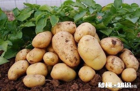 土豆用打杈吗为什么