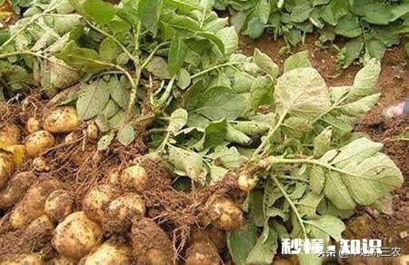 土豆用打杈吗为什么