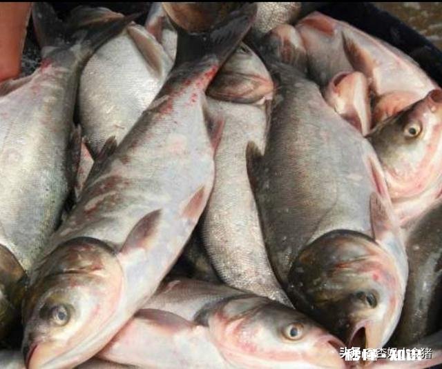 大头鱼蛋怎么做