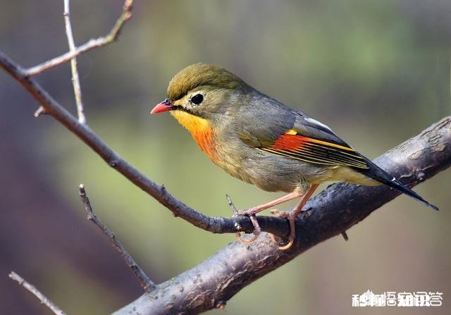 佳能相机拍鸟配什么镜头比较好