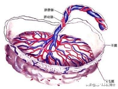 孕29周+2检查胎盘成熟度2级，会不会宝宝比预产期提前出来