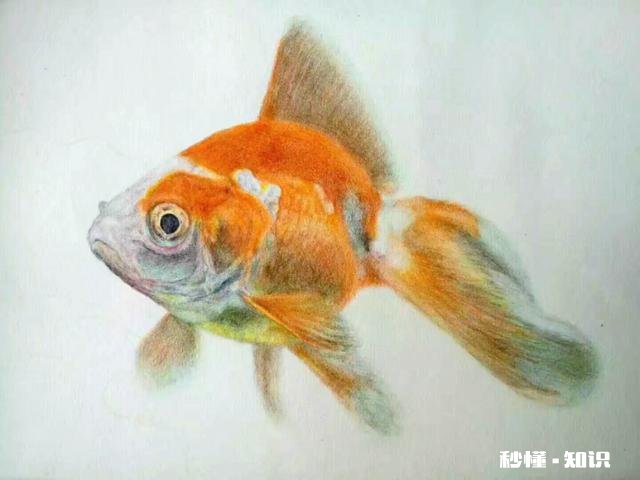 有哪些简单彩铅画