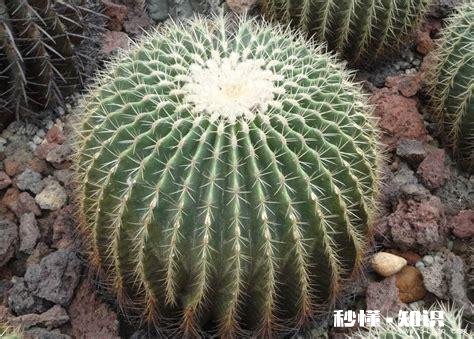 仙人球不服盆怎么办