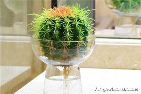 仙人球不服盆怎么办