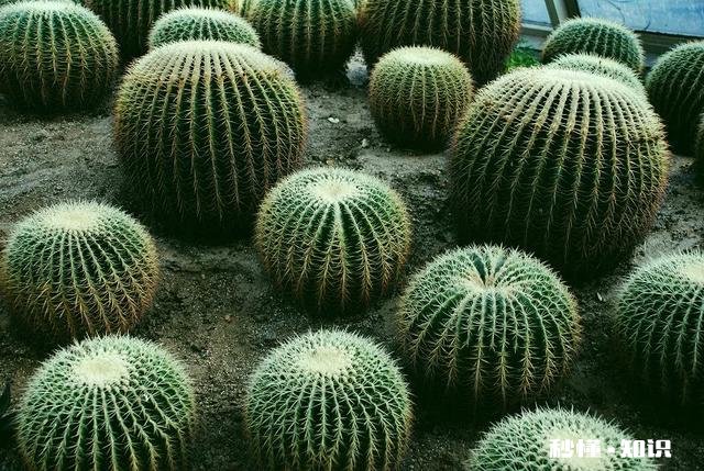 仙人球不服盆怎么办