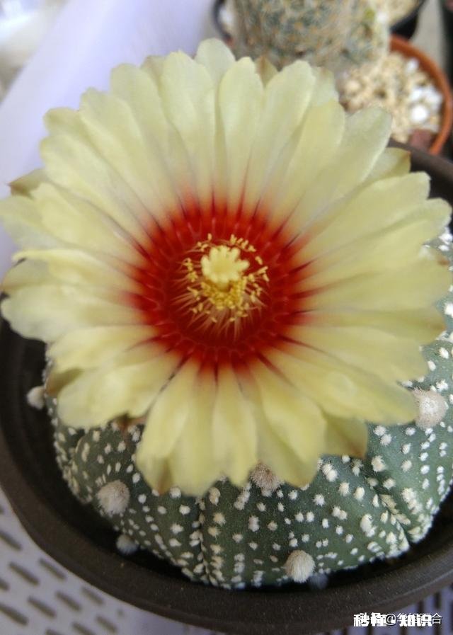 仙人球不服盆怎么办