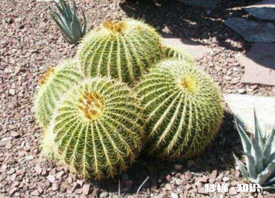 仙人球不服盆怎么办