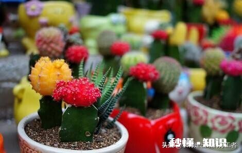 仙人球不服盆怎么办