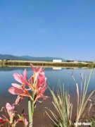 仙人球不服盆怎么办