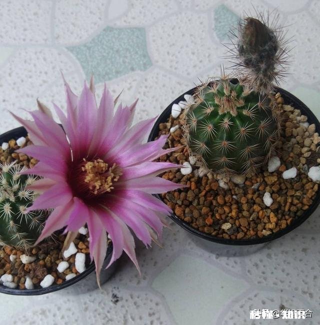 仙人球不服盆怎么办