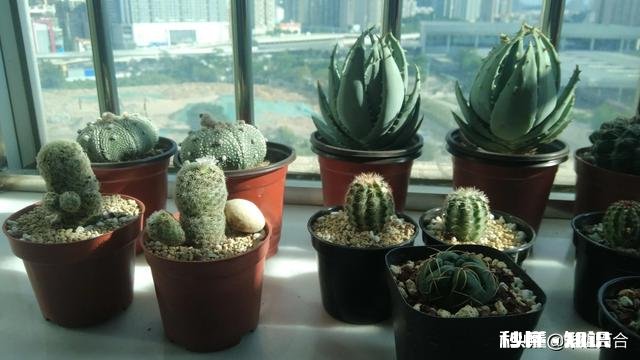 仙人球不服盆怎么办