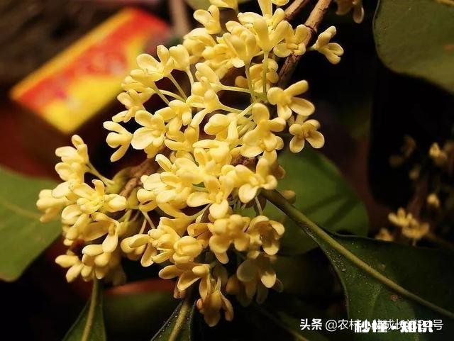 盆栽桂花哪个品种最好