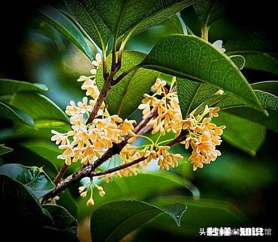 盆栽桂花哪个品种最好