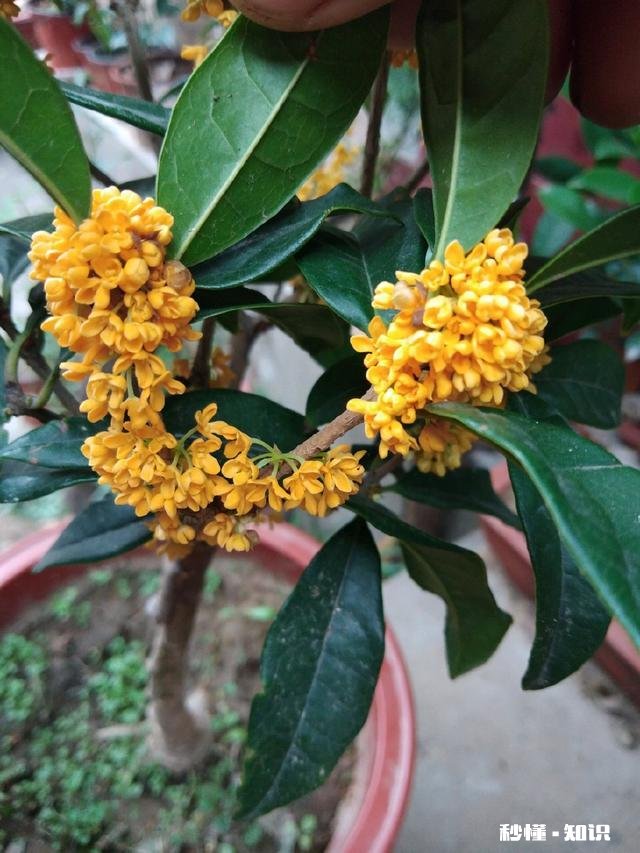 盆栽桂花哪个品种最好