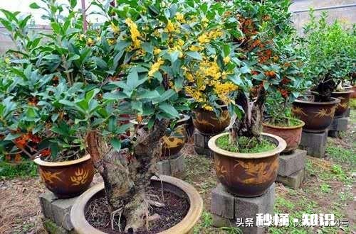 盆栽桂花哪个品种最好