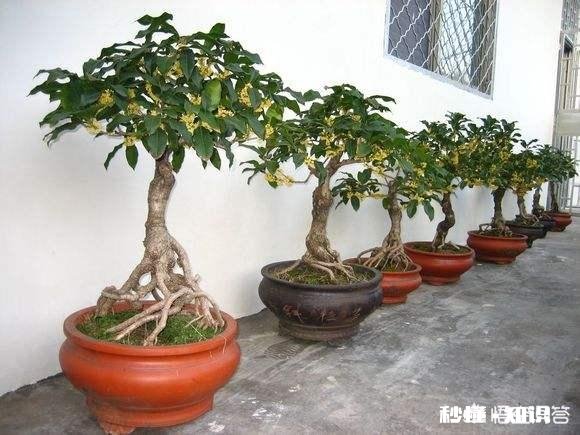 盆栽桂花哪个品种最好