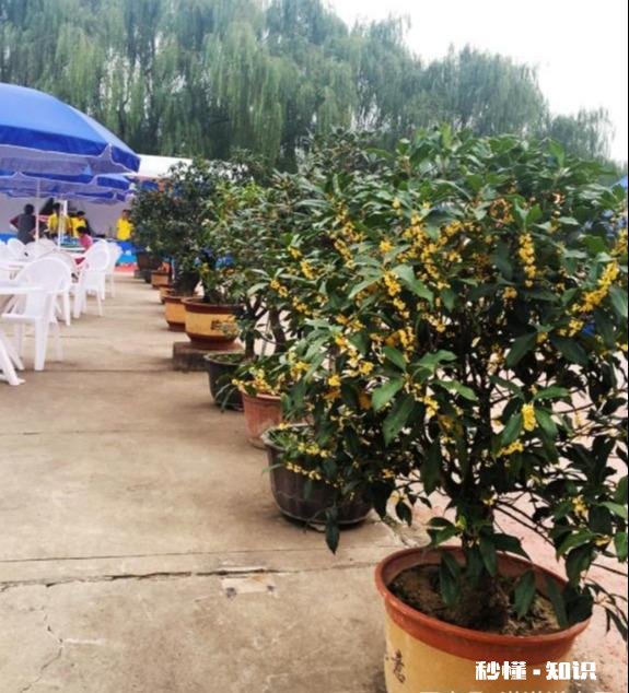 盆栽桂花哪个品种最好