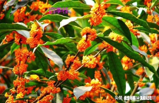 盆栽桂花哪个品种最好