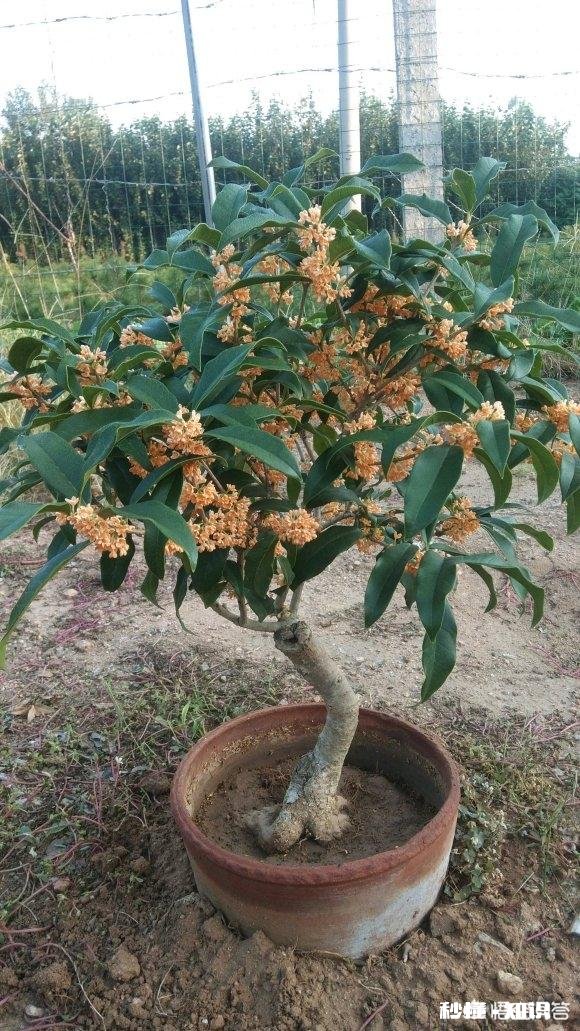 盆栽桂花哪个品种最好