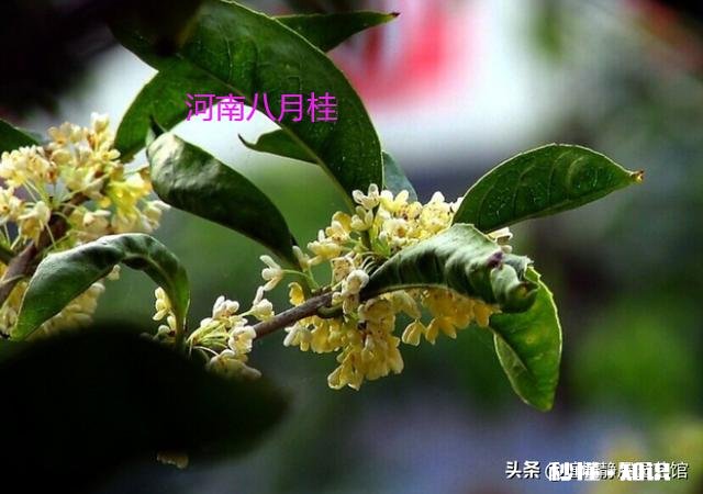 盆栽桂花哪个品种最好