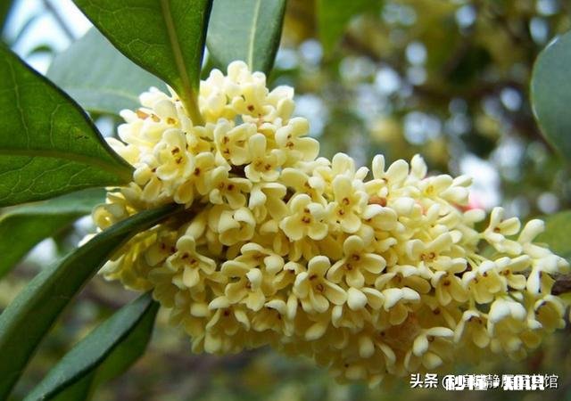 盆栽桂花哪个品种最好