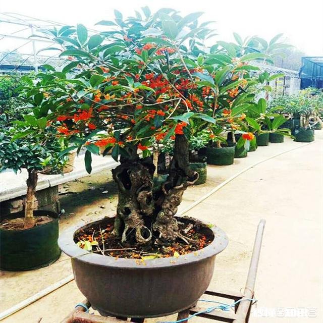 盆栽桂花哪个品种最好