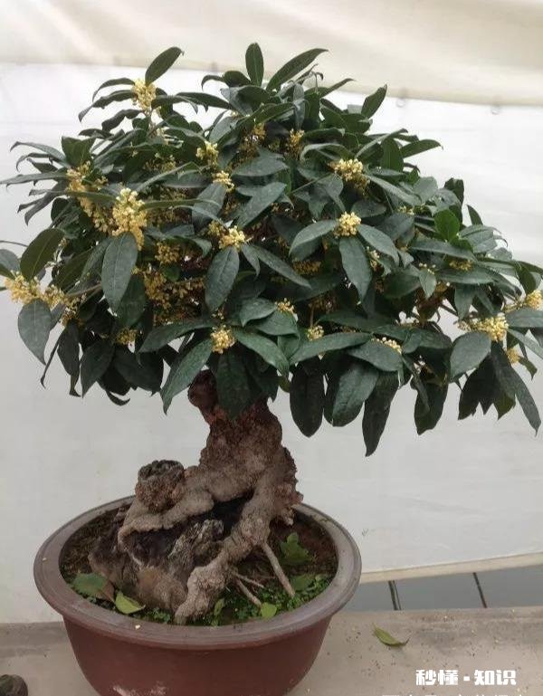 盆栽桂花哪个品种最好