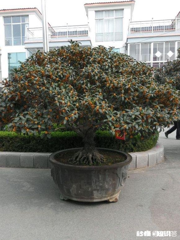 盆栽桂花哪个品种最好