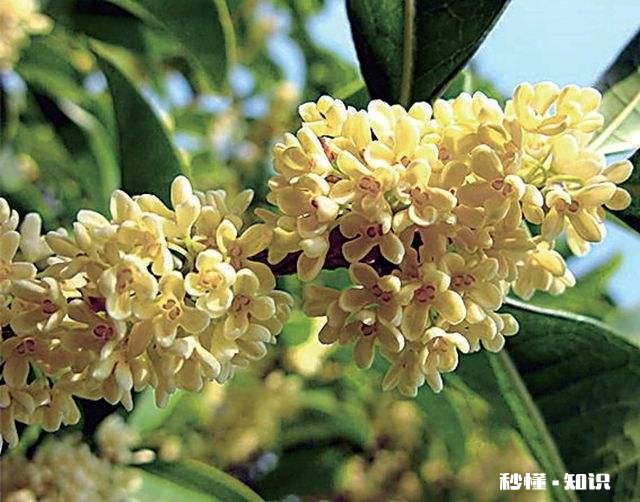 盆栽桂花哪个品种最好