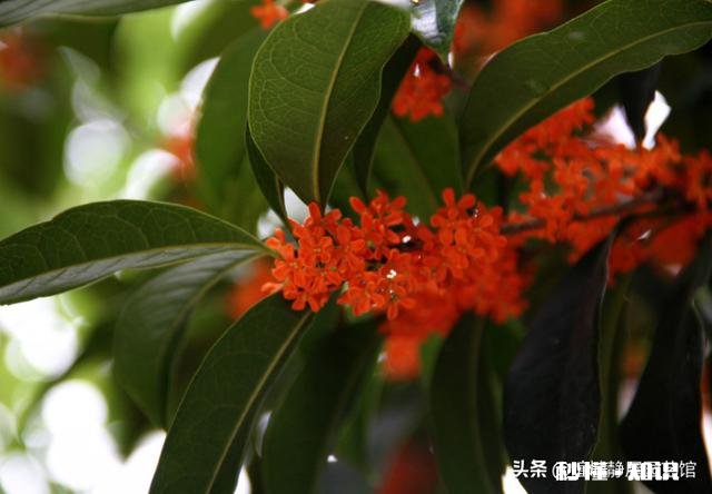 盆栽桂花哪个品种最好