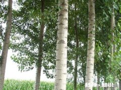 我们地头又种杨树了种得太密了。以后收麦子都不方便了，怎么办