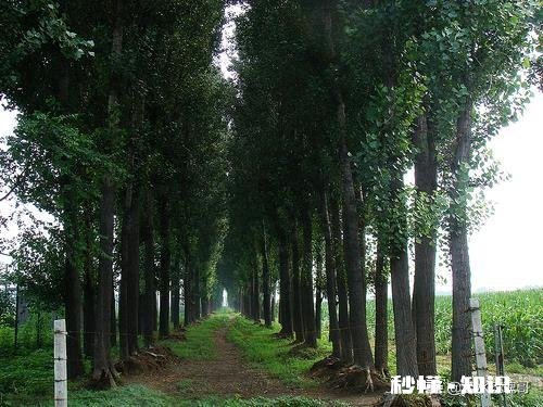 我们地头又种杨树了种得太密了。以后收麦子都不方便了，怎么办