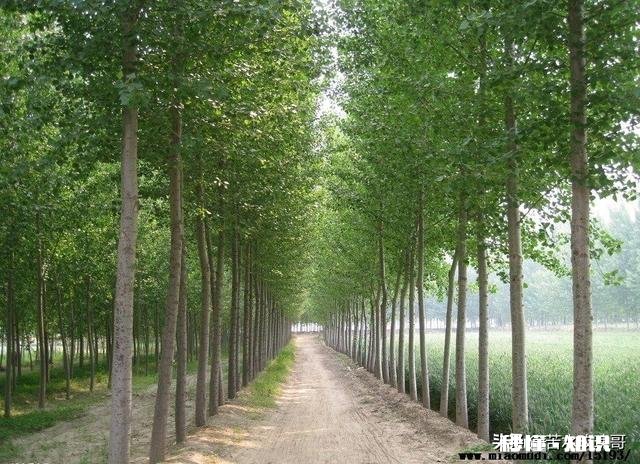 我们地头又种杨树了种得太密了。以后收麦子都不方便了，怎么办