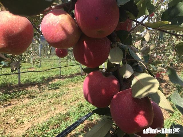 摄影爱好者在拍照片时如何协调“大场景”和“小局部”呢