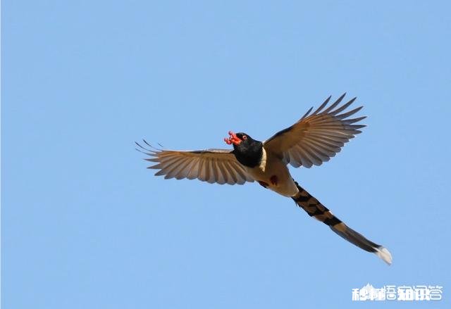 用100-400拍鸟，80d不用增倍镜，5d3使用1.4X增倍镜，哪个画质好一些有哪些经验分享