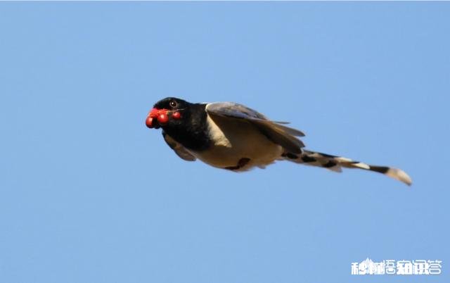 用100-400拍鸟，80d不用增倍镜，5d3使用1.4X增倍镜，哪个画质好一些有哪些经验分享