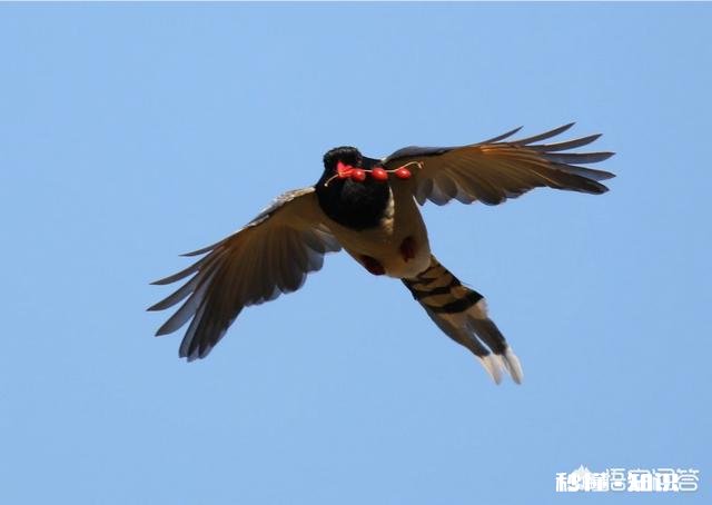 用100-400拍鸟，80d不用增倍镜，5d3使用1.4X增倍镜，哪个画质好一些有哪些经验分享