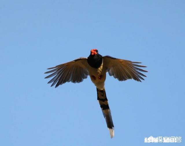 用100-400拍鸟，80d不用增倍镜，5d3使用1.4X增倍镜，哪个画质好一些有哪些经验分享