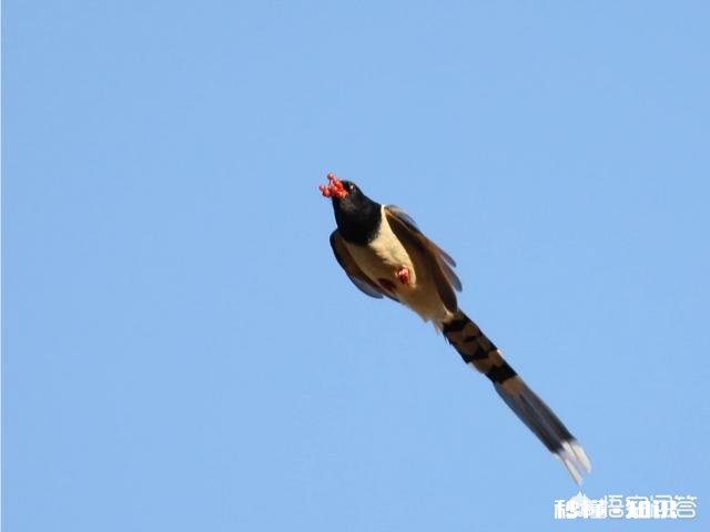 用100-400拍鸟，80d不用增倍镜，5d3使用1.4X增倍镜，哪个画质好一些有哪些经验分享